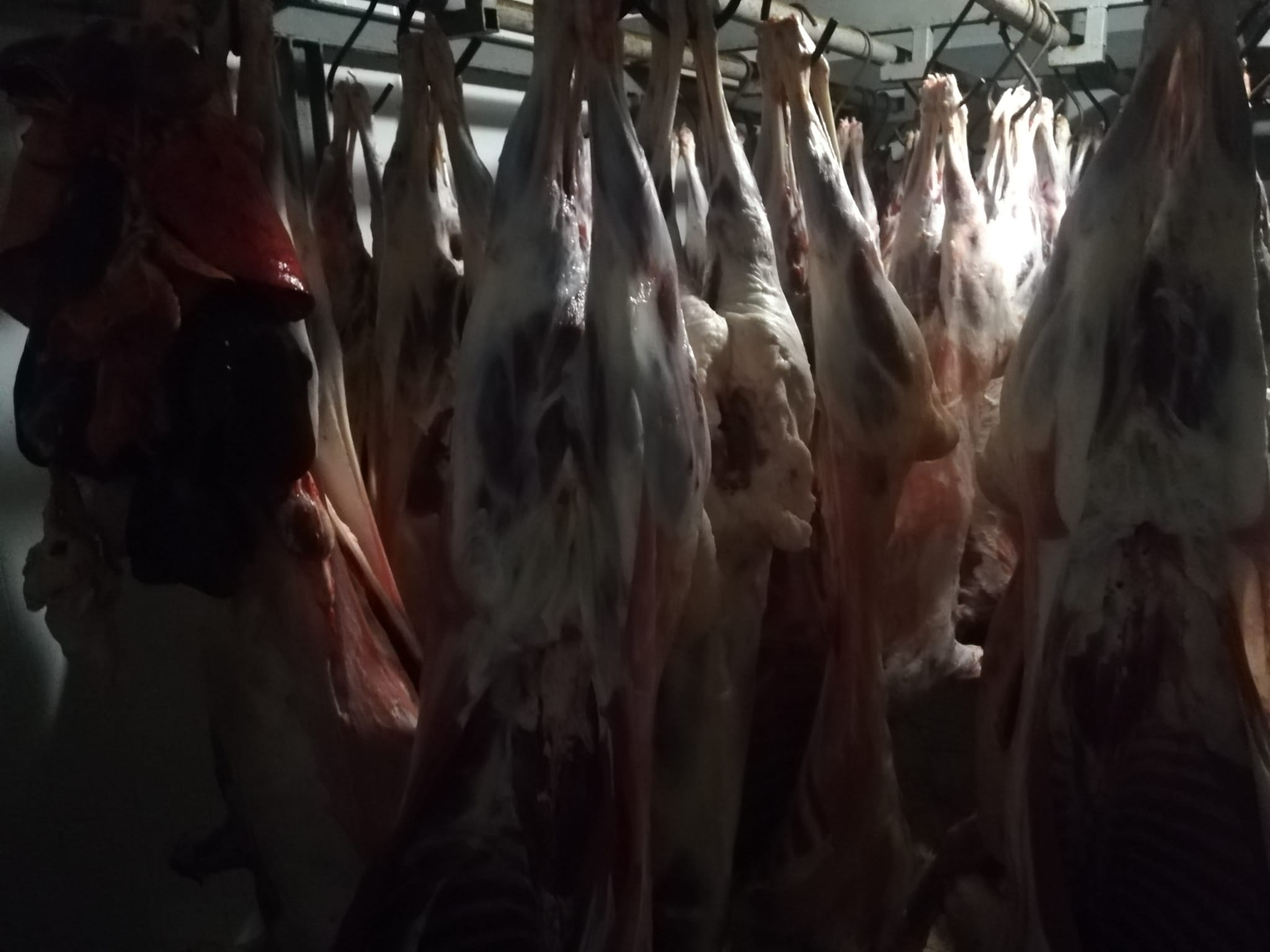 WhatsApp Image 2021 07 21 at 18.24.39 8